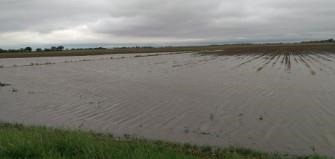Corn Survival In Ponded Or Flooded Fields